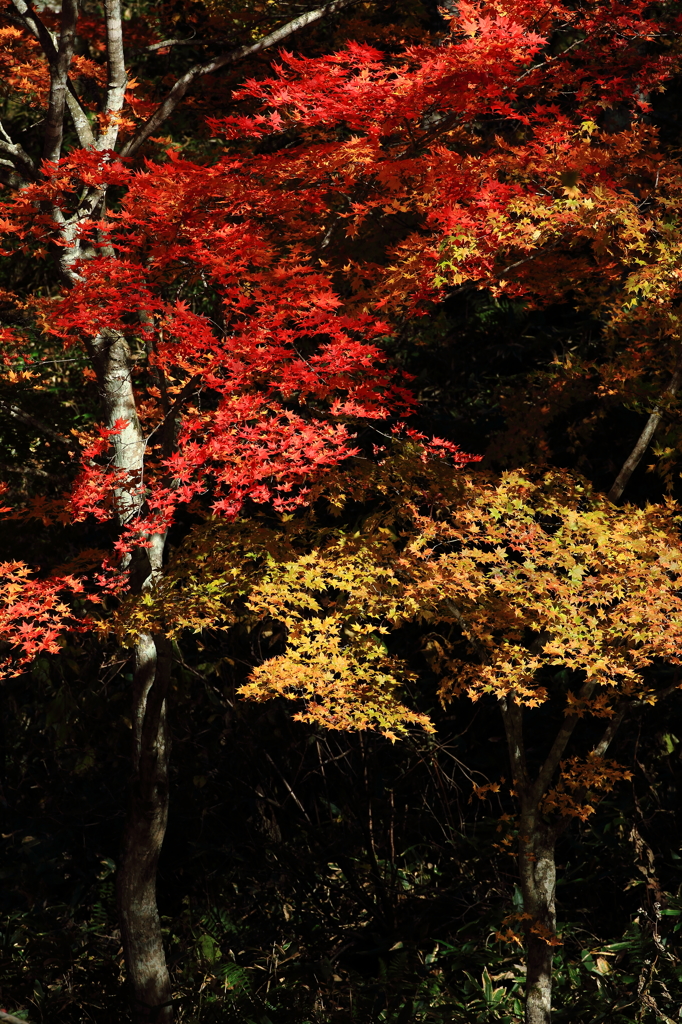 山紅葉の色彩美