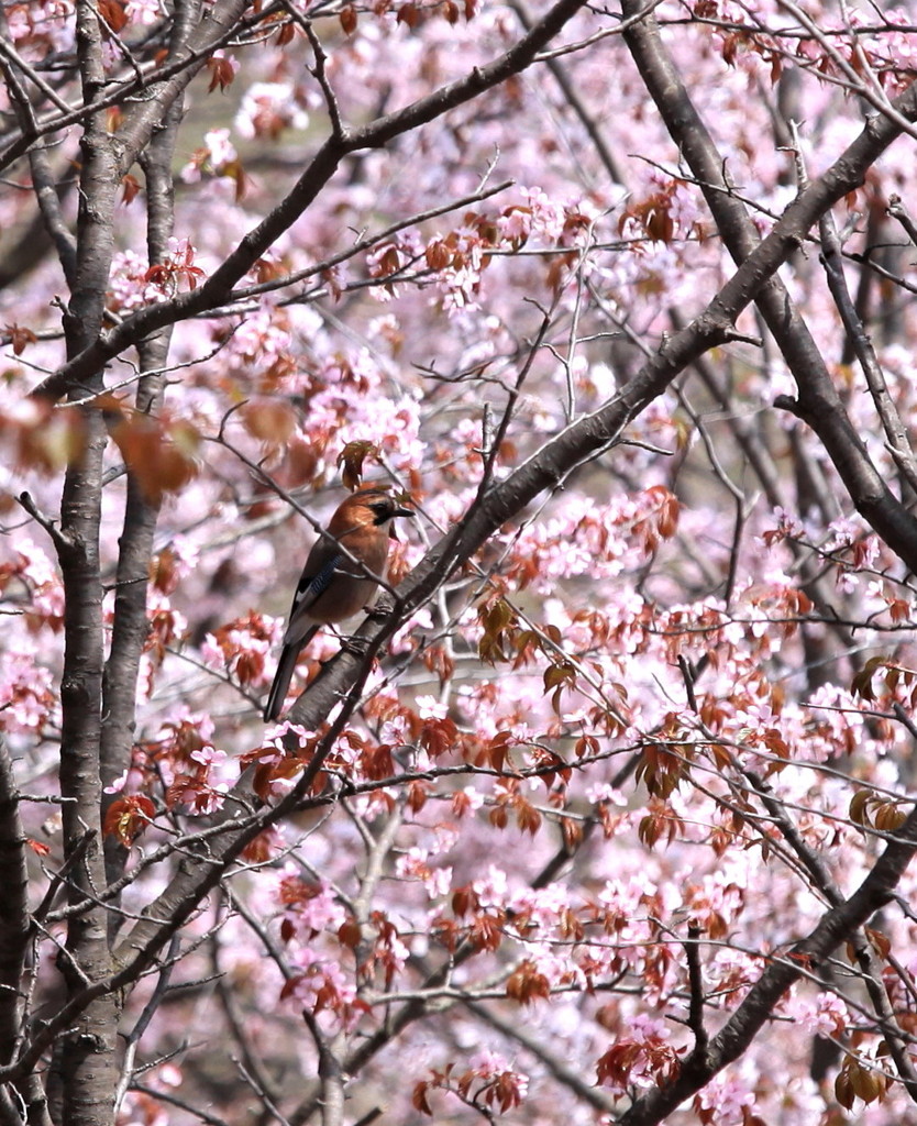 カケスのお花見