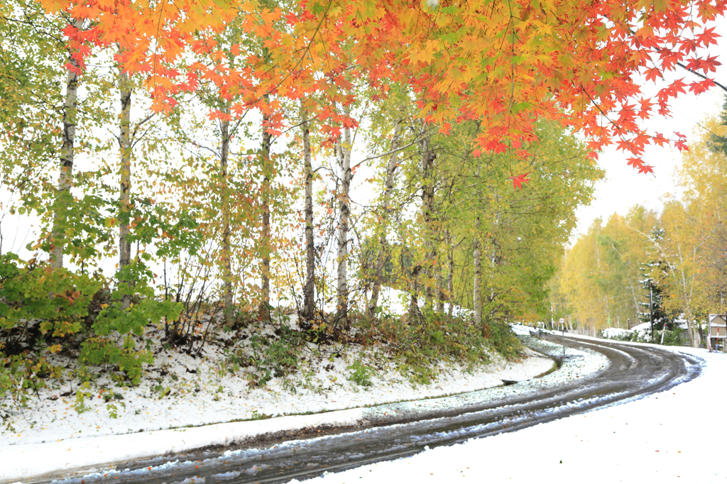 雪道の紅葉