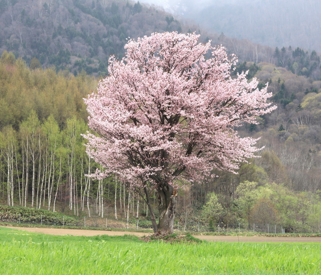 満開の一本桜