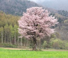 満開の一本桜