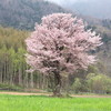 満開の一本桜