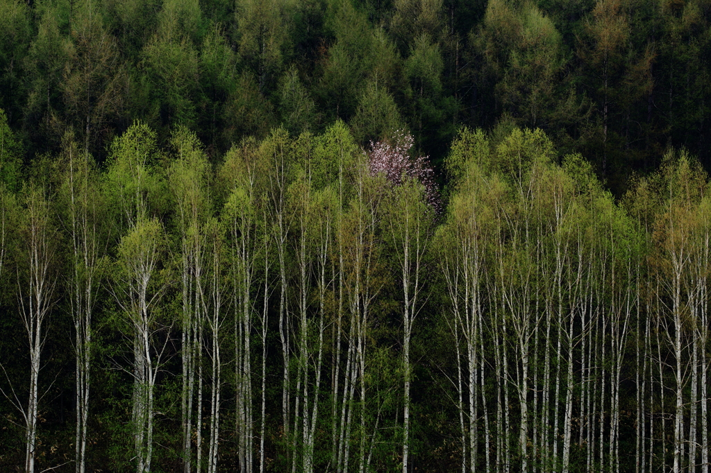 新緑と桜色