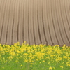菜の花と畝