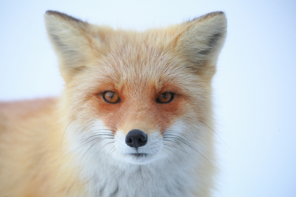 Red Fox～冬毛