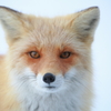 Red Fox～冬毛
