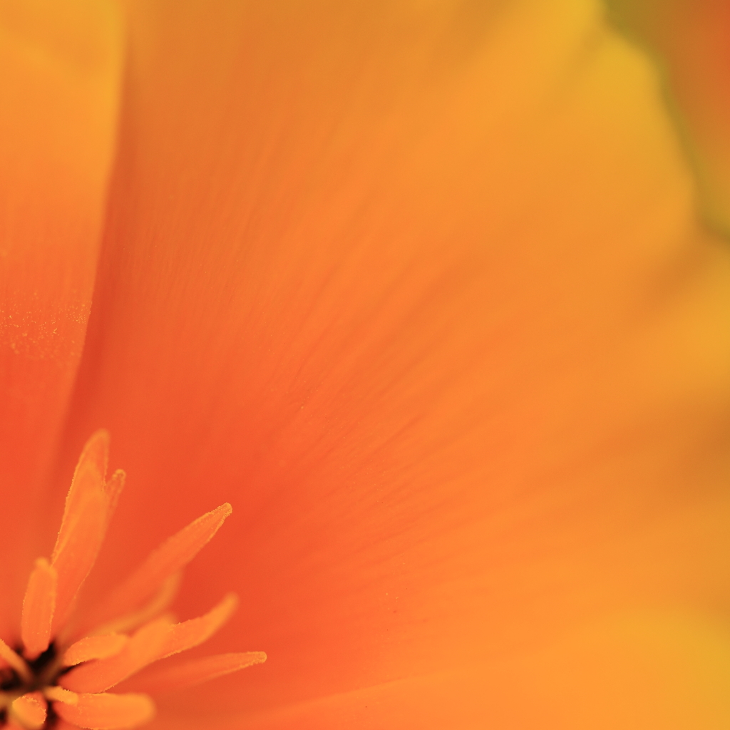 花菱草の色