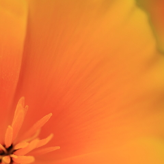 花菱草の色