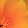 花菱草の色