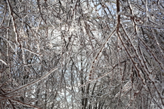 氷の樹