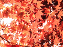 初夏の紅葉