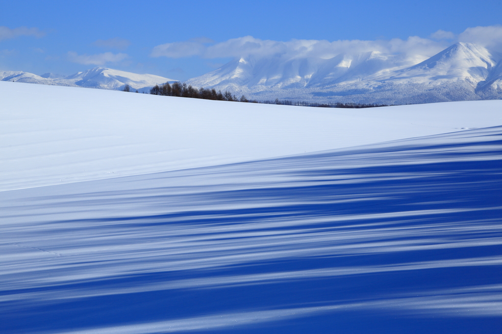 雪原に伸びる蒼い木影