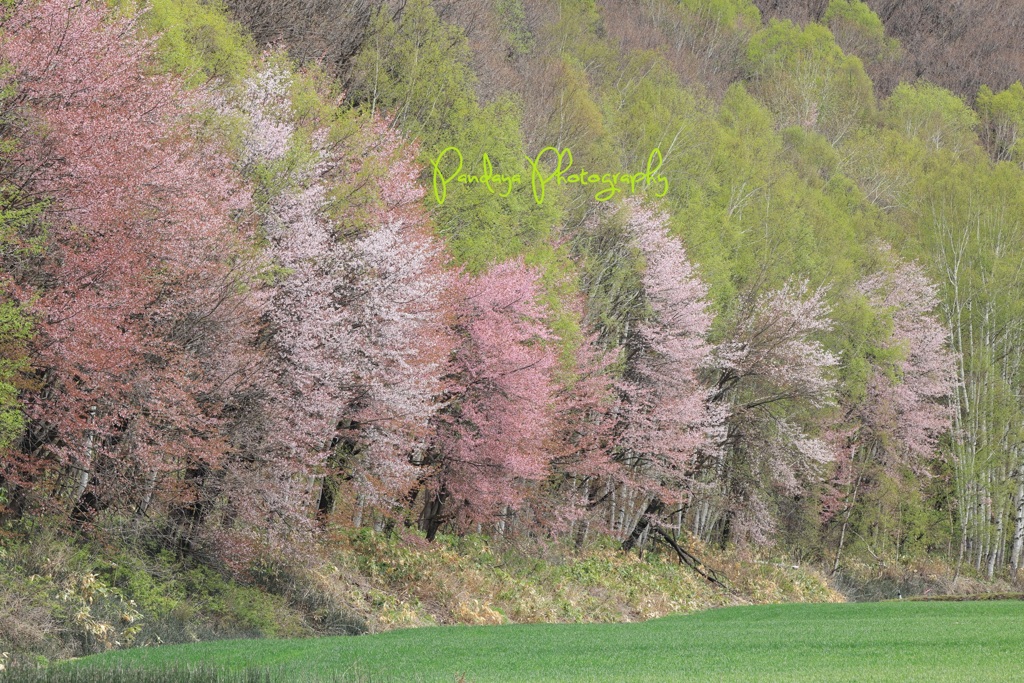 sakura pallet