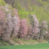 sakura pallet