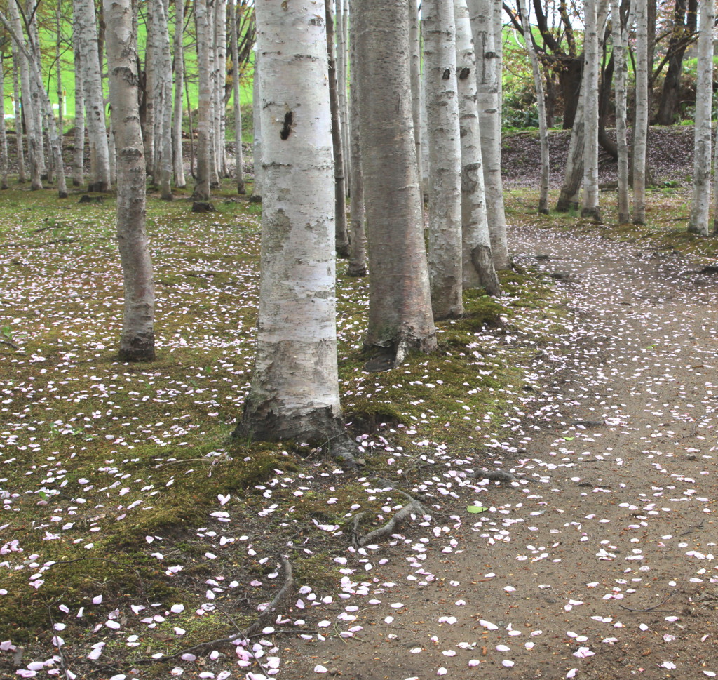 桜白樺散歩道