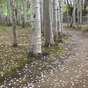 桜白樺散歩道