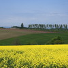 菜の花畑の丘
