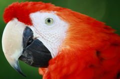 Scarlet Macaw