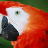 Scarlet Macaw