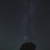 セブンスターの木～星降る夜