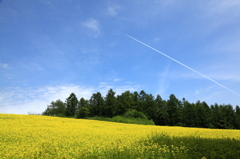 7月の青空とキカラシ咲く丘～美瑛回顧録2012