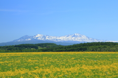 青空に咲く