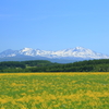 青空に咲く