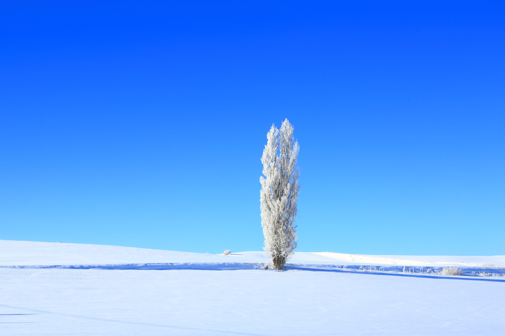 Frost Tree