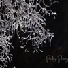樹の氷