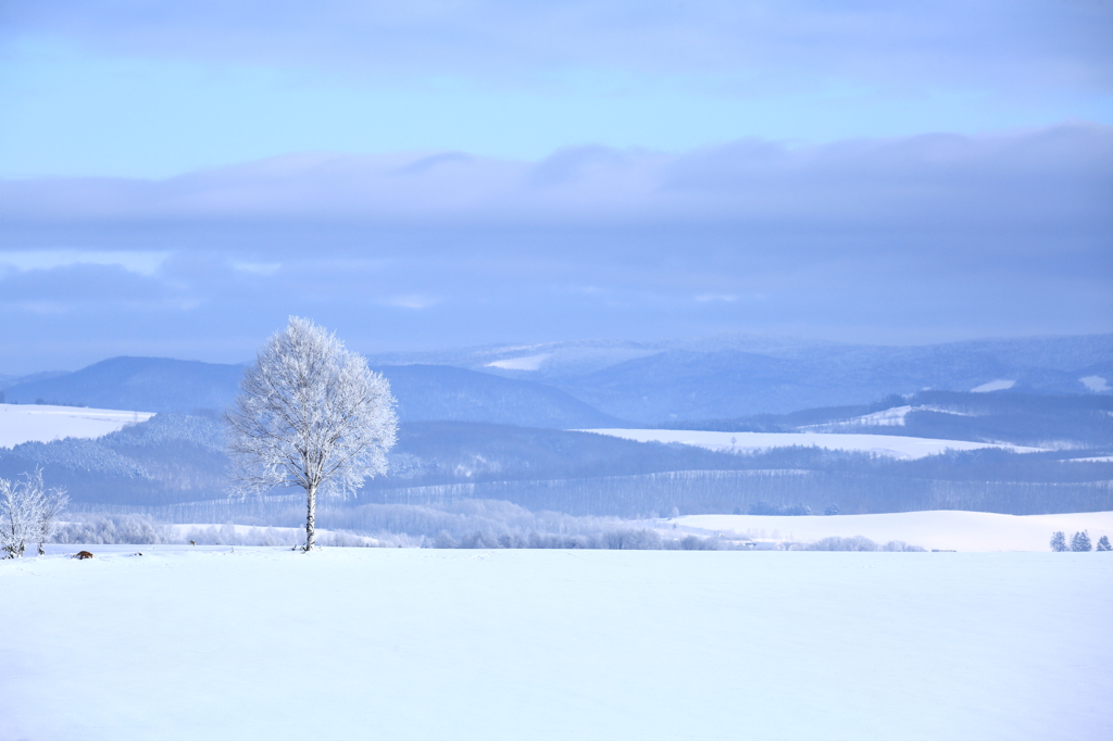 White birch