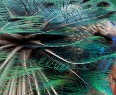 Peacock sword harl