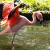 Water splash of flamingo 