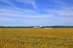 Okhotsk blue sky and Himawari yellow 