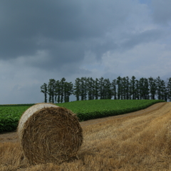 麦稈ロールと雨雲の関係は・・・