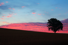 哲学の木～青空と紅く染まる雲