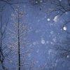Beautiful cold