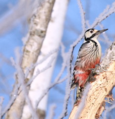 Woodpecker ～アカゲラ食事中