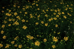 特定外来植物　オオハンゴンソウ