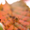 桜の罠