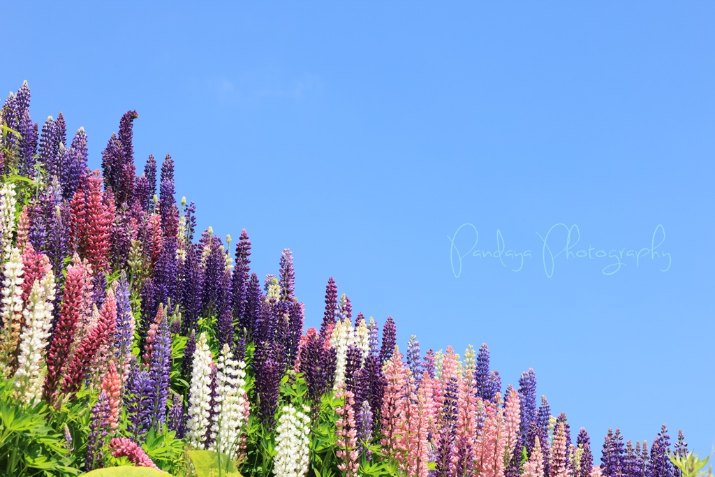 Lupinus