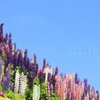 Lupinus