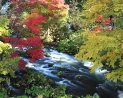 阿寒川～滝見橋からの紅葉