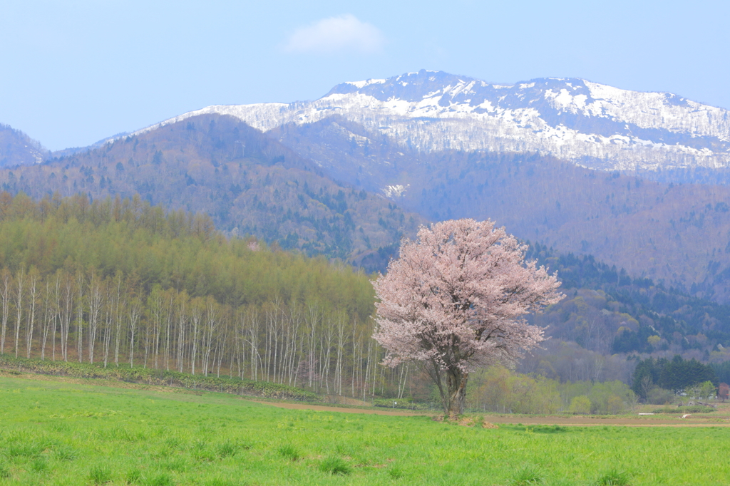 蝦夷山桜～春満開