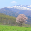蝦夷山桜～春満開