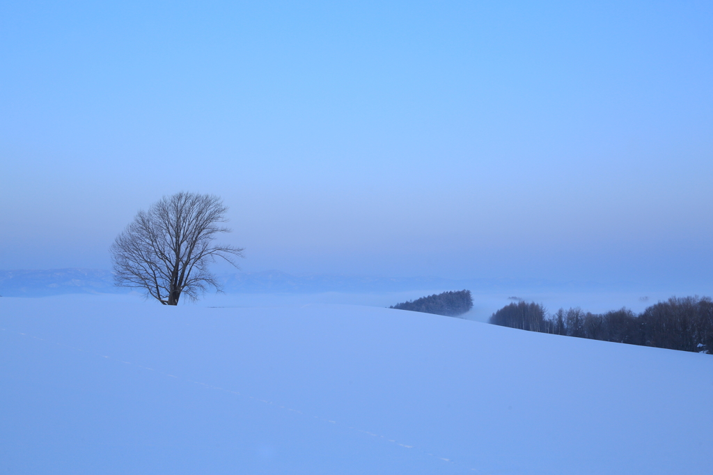 Venus line and a Philosophical tree 