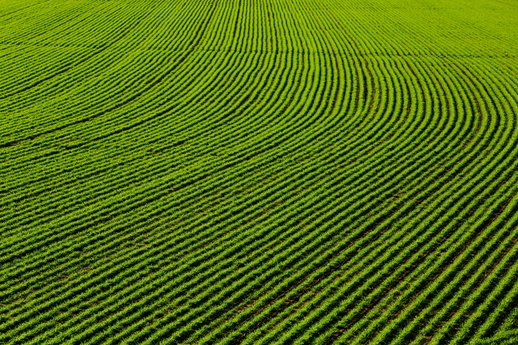 Green curve