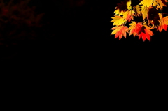 黒に紅葉