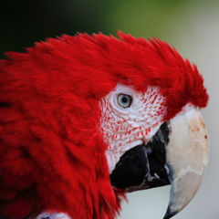 Green-winged Macaw