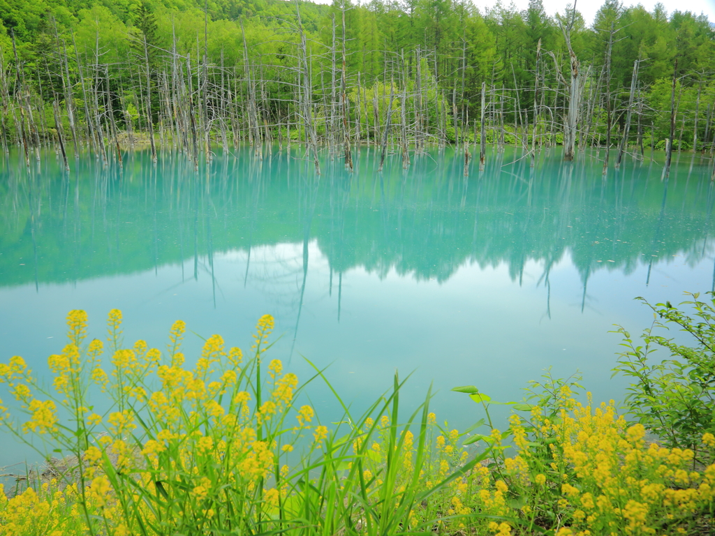 青い池に咲く花