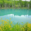 青い池に咲く花